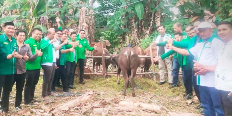 DPW PPP Sulawesi Tenggara Bagi Sapi Kurban ke Seluruh DPC, Warga juga Kebagian